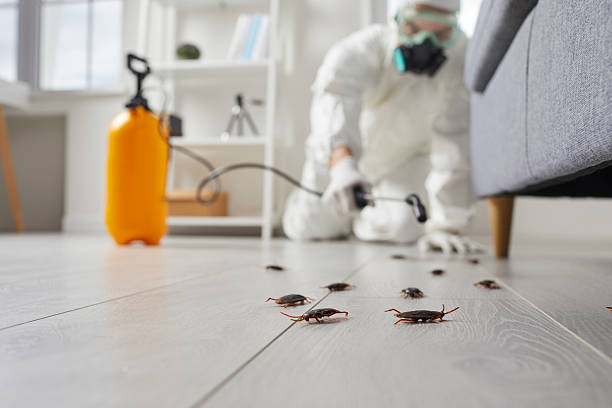 Commercial Rodent Management in Lytle